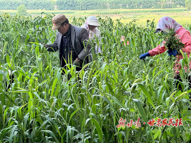 华亭：大豆摇铃谷弯腰 金波碧浪待丰年