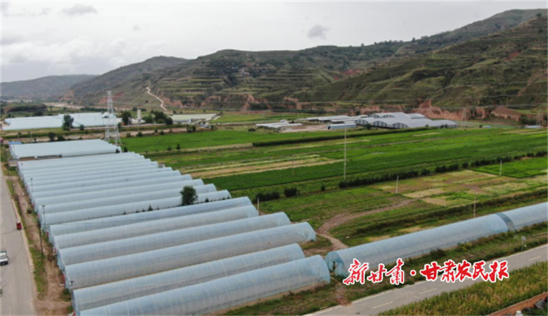 渭源县：“大棚+大田”双轨并行，绘就高原夏菜致富画卷
