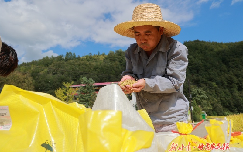 康县：水稻成熟收割忙