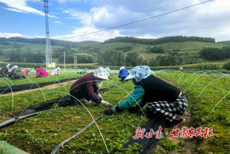 华亭：关山脚下育珍品 乡村振兴添活力