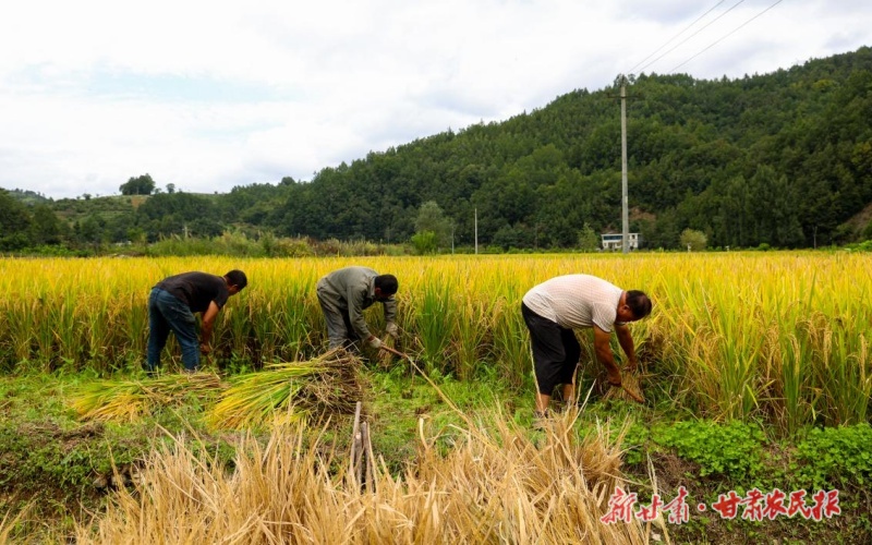 康县大南峪镇：党建引领 多元产业遍地开花