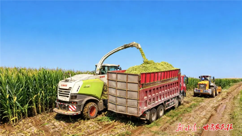 古浪：青贮玉米迎丰收 种养联动激活力