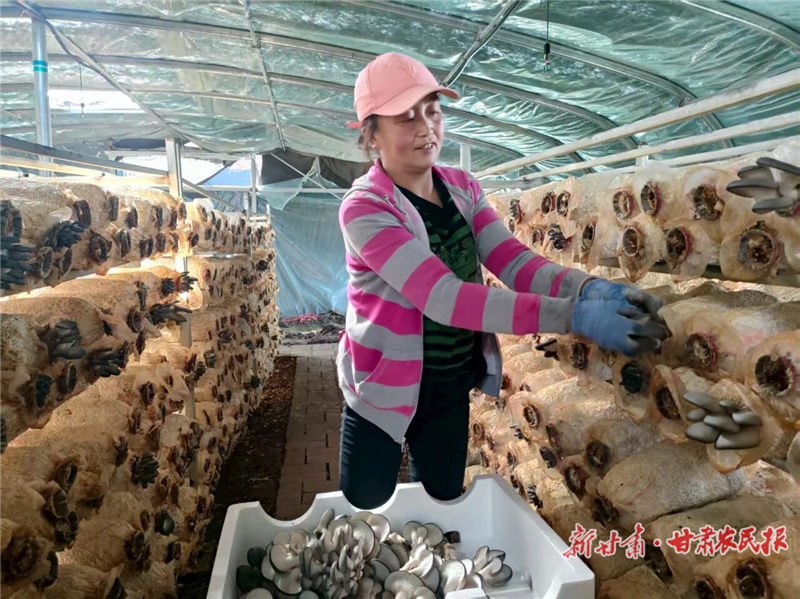天祝县：食用菌产业拓开致富新路径