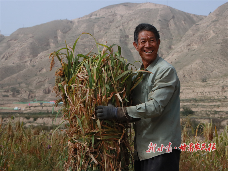 【图片新闻】会宁：金秋糜子熟 农民展笑颜