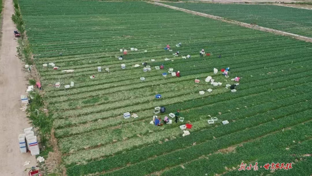 沙漠腹地的&ldquo;生态经济&rdquo;