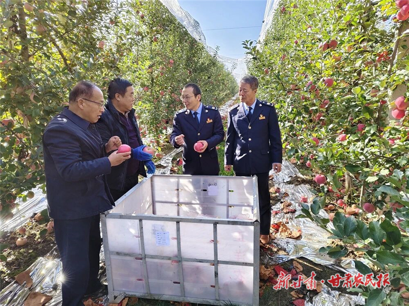 庆阳：税惠赋能助力&ldquo;小苹果&rdquo;结出&ldquo;大产业&rdquo;