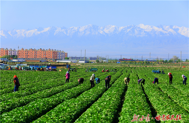 【2025年中国农民丰收节】陇原处处菜根香——“牛羊菜果薯药粮种”产业集群建设观察（三）