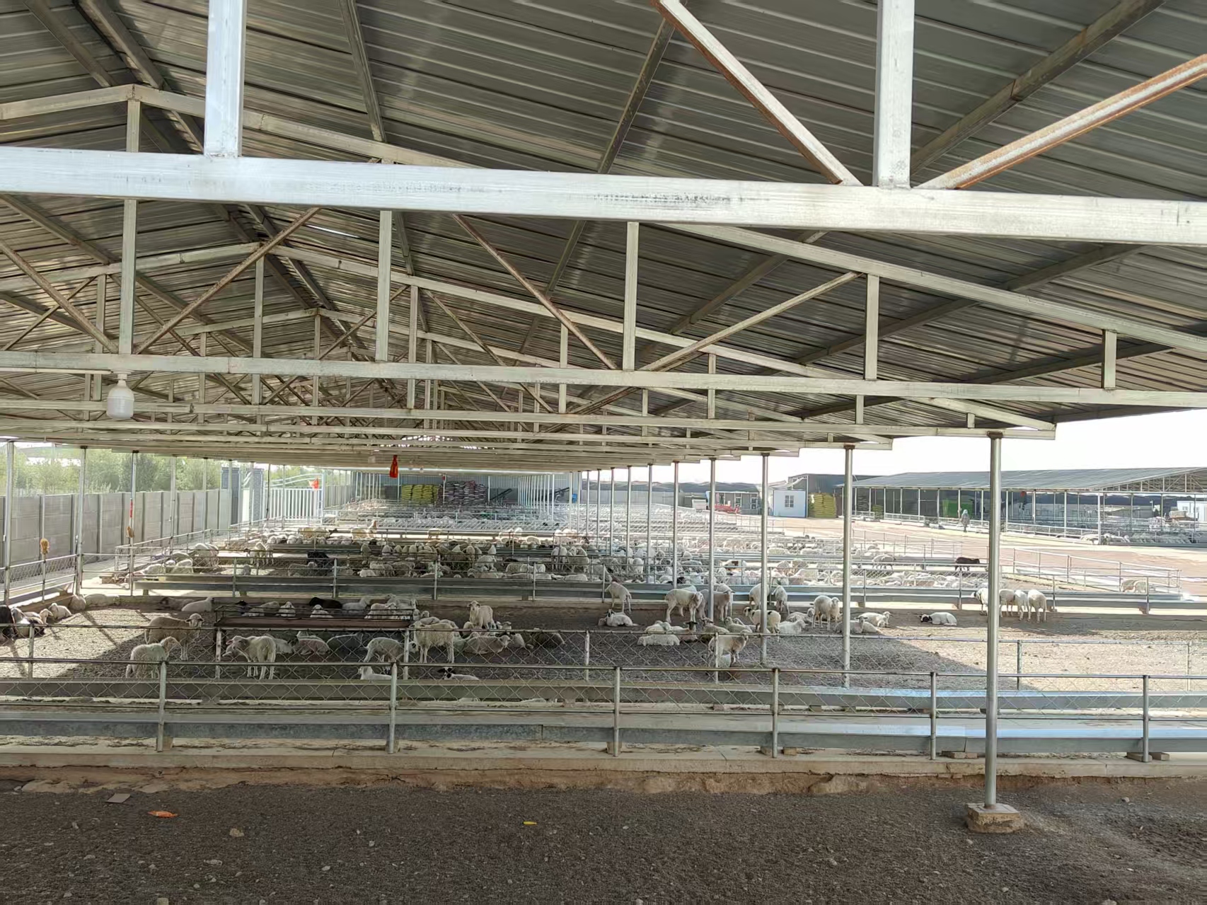 马八的“快字诀”