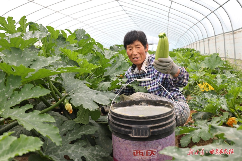 西葫芦喜获丰收