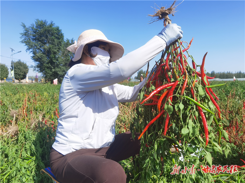 高台缀满红辣椒