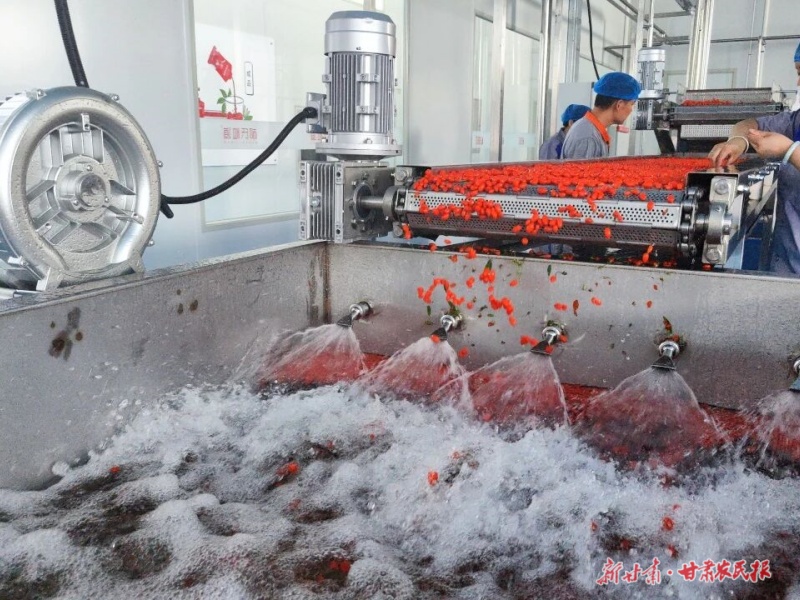 一位“90后”新农人的致富秘籍
