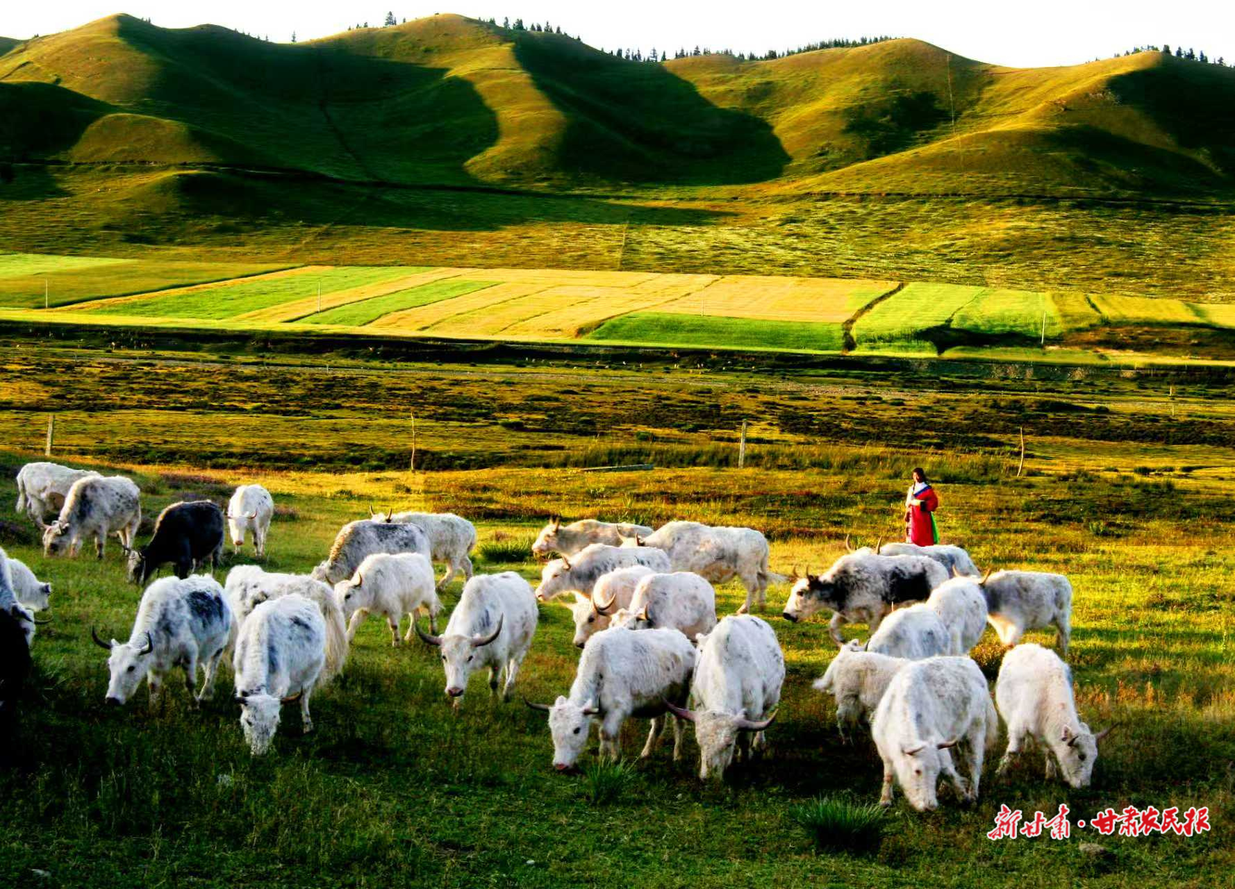 【2025年中国农民丰收节】牛气冲天链千亿——“牛羊菜果薯药粮种”产业集群建设观察（一）