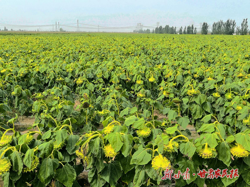 凉州：多模式增强村集体经济&ldquo;造血&rdquo;功能