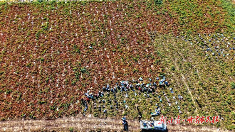 【图片新闻】古浪：田园铺金缀玉 大地丰饶如歌