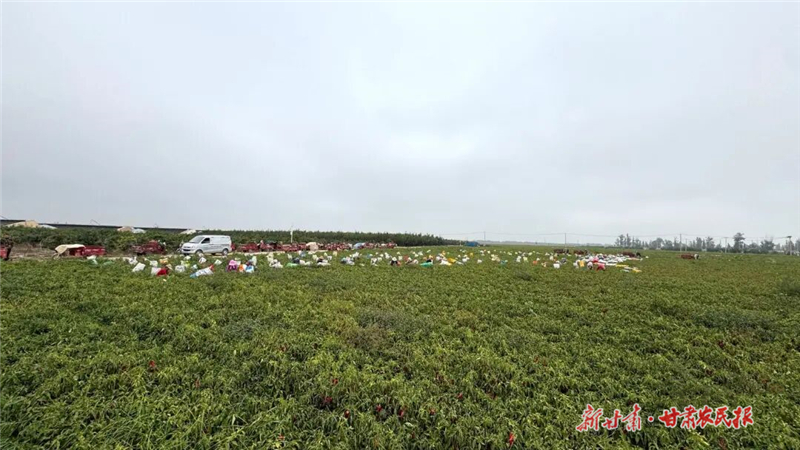 民勤:火红辣椒映金秋 产业兴旺促增收