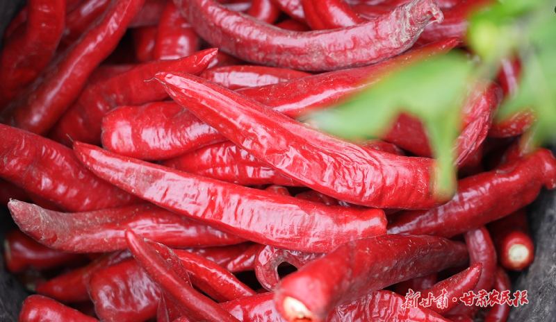 金川区双湾辣椒的“红火”进阶路