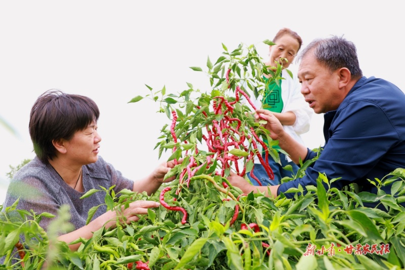 高台辣椒丰收了