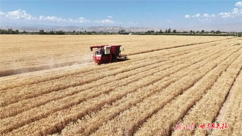 古浪:田畴结硕果 沃野绘“丰”景