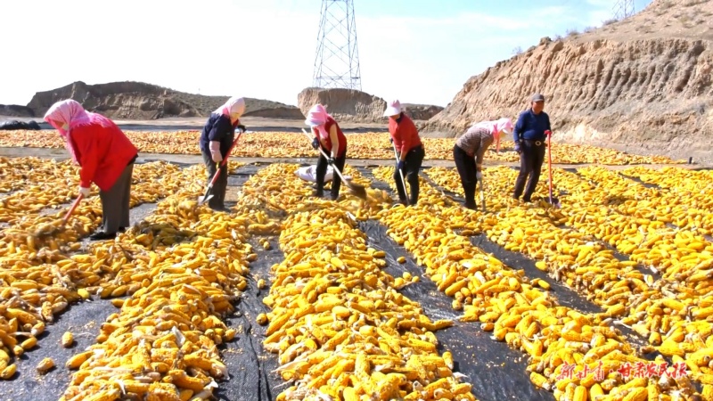 制种玉米晾晒