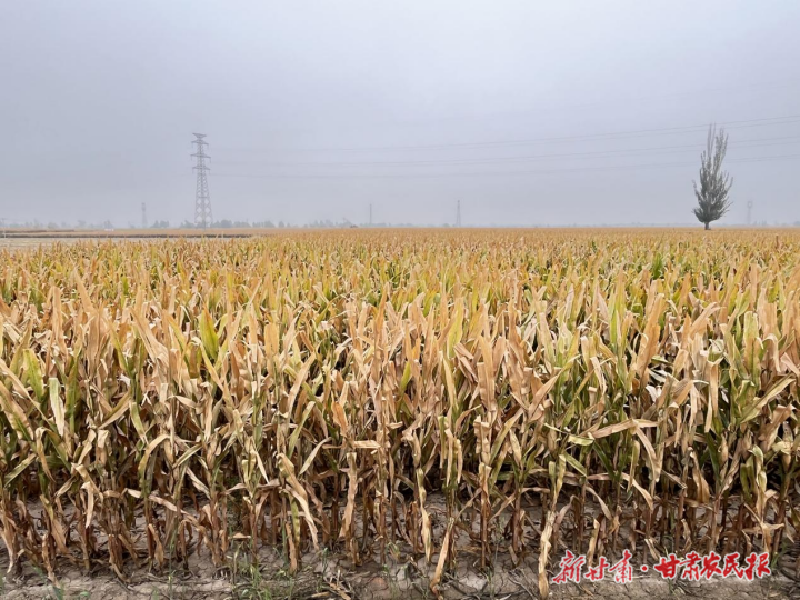 凉州区:3万亩制种玉米喜迎丰收