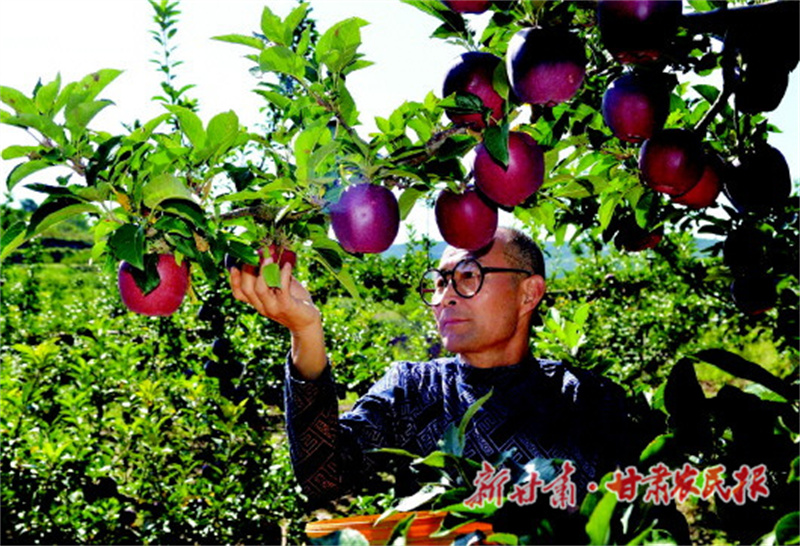 从黄土地到金果园:秦州苹果产业点亮乡村生活