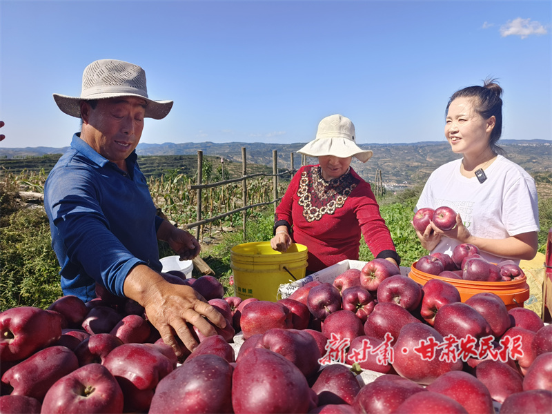秦州区: 金秋果盈枝 丰产又增收