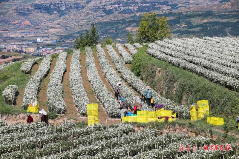 七月菊迎来最佳采摘期