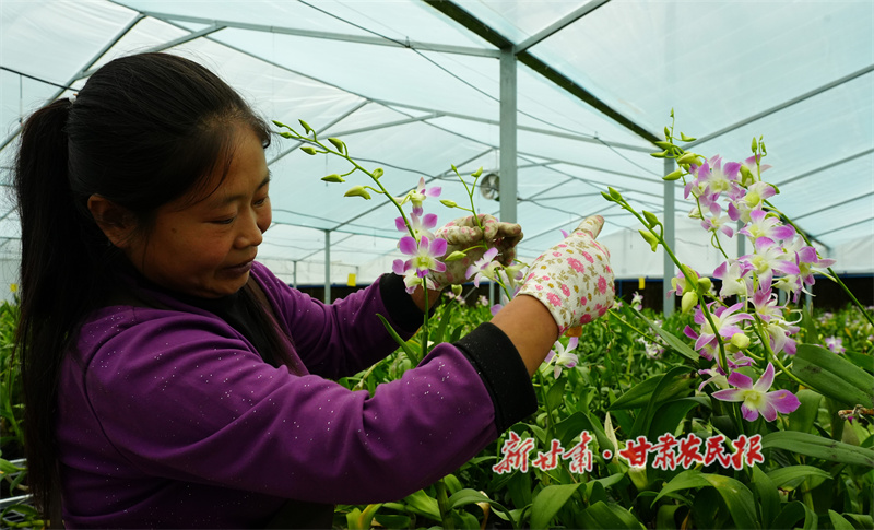 秦州区:兰花飘香抢市场 “美丽供给”增动能