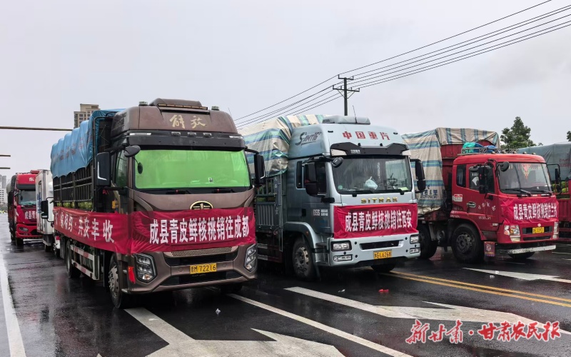 从枝头到云端，成县核桃&ldquo;鲜&rdquo;行记&mdash;&mdash;成县推出&ldquo;五个一&rdquo;工作法破解核桃采收销售难题