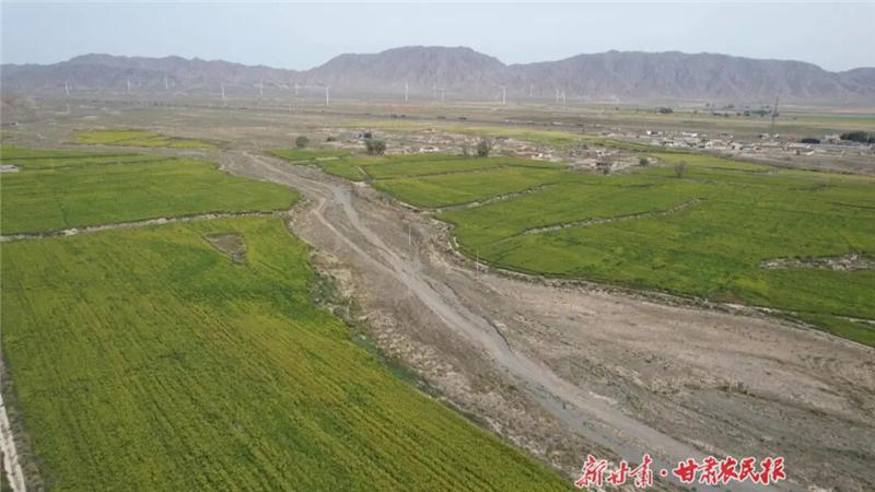 永昌:茴香飘香引增收 特色种植赋新能