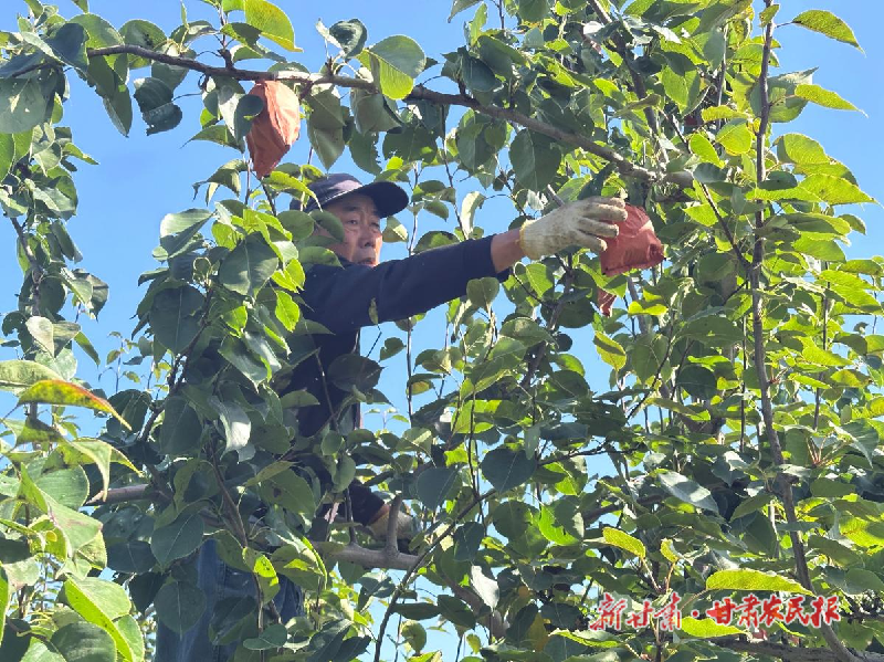 凉州区:梨果满枝丰收忙 产业提质富乡亲