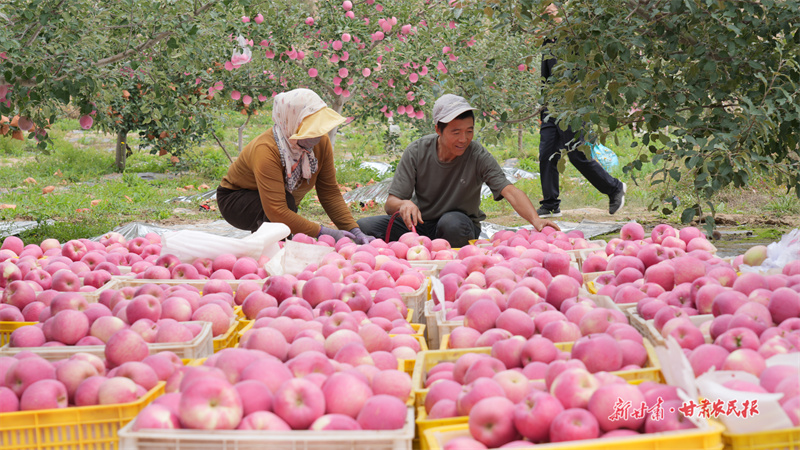 静宁果农喜算丰收账:杨连军稳收二十万 杜喜强冲刺四十万