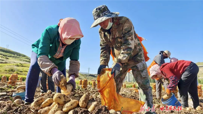 古浪:马铃薯成群众“致富薯”