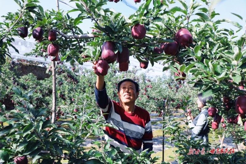 一颗&ldquo;金果&rdquo;的升值故事