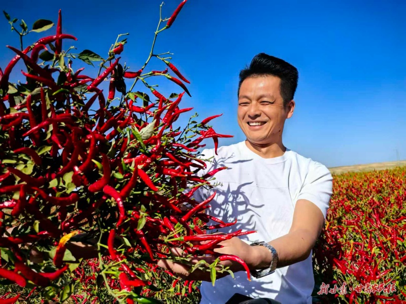 靖远 从“瓜当家”到“椒添彩”