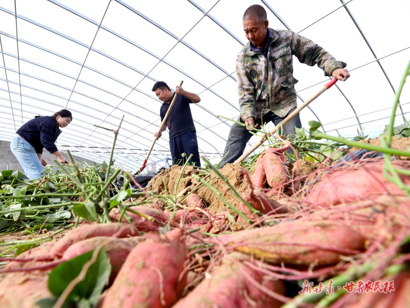 优质蜜薯喜获丰收