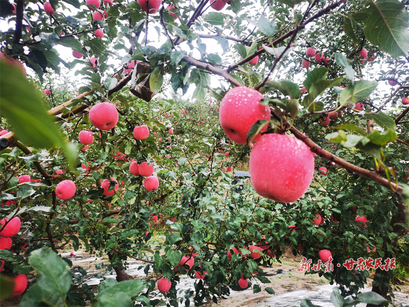 发布会搬进果园，解码&ldquo;静宁苹果&rdquo;181亿元&ldquo;致富经&rdquo;