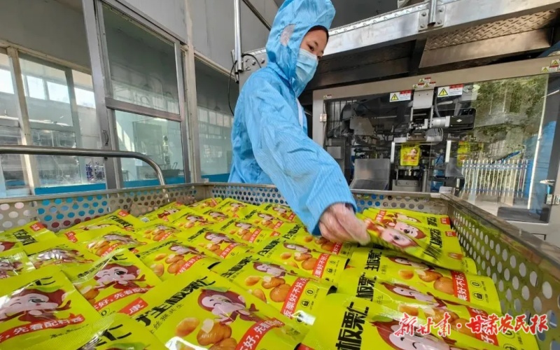 康县:深山板栗喜获丰收