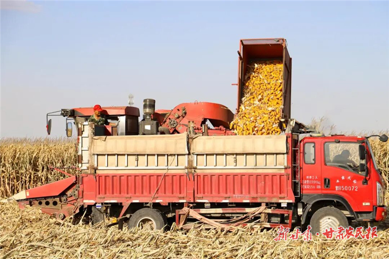 民勤：秋粮满仓绘新景 &ldquo;三良&rdquo;赋能保丰收