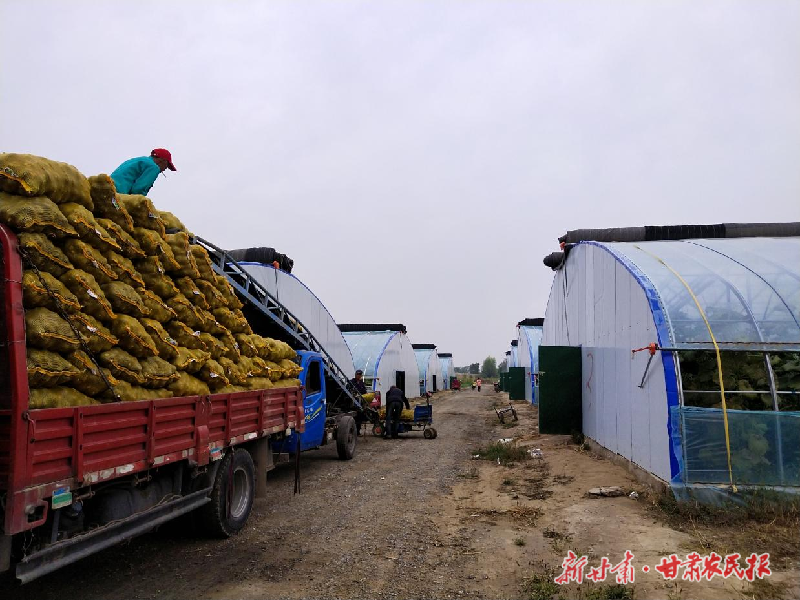 凉州区:丰收季里采收忙