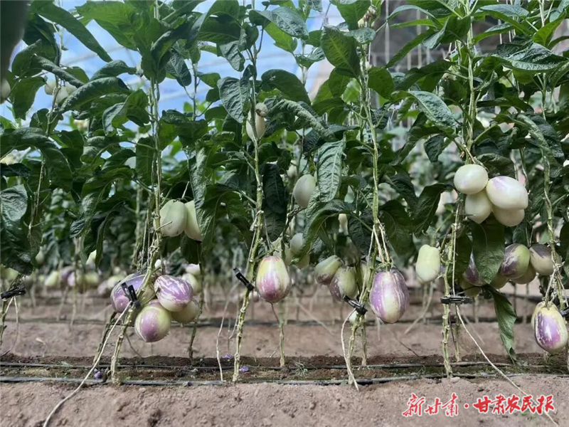 日光温室种植撑起群众致富梦
