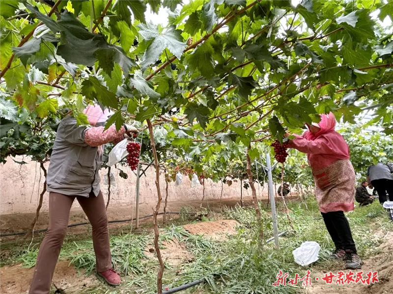 古浪:技术服务助力设施葡萄喜迎丰收