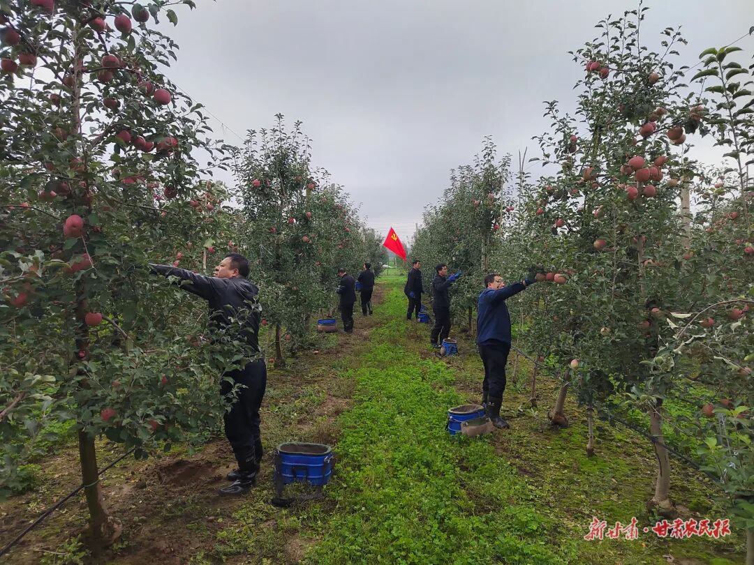 科学应对持续阴雨 力保陇东苹果丰产增收