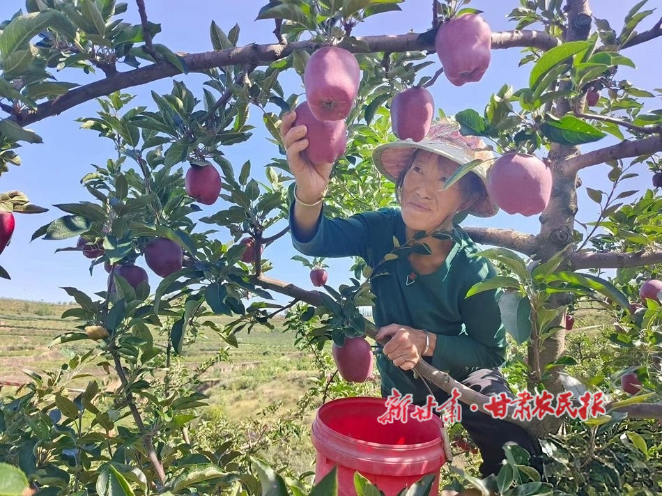 金秋果飘香 天水“花牛”喜获丰收