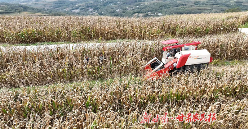秦州区:秋粮丰收在望 科技集成夯实增产基石