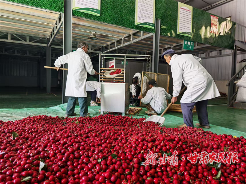 秦州区:千亩山楂采摘忙 红果满枝促增收

