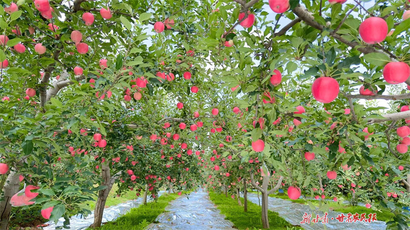 解码&ldquo;气候密码&rdquo;：气象服务护航静宁苹果丰产丰收