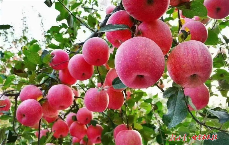 聚力打造西部现代精品农业样板区&mdash;&mdash;平凉静宁苹果产业高质量发展观察