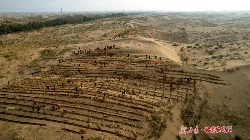 武威市凉州区2025年秋季义务压沙活动侧记