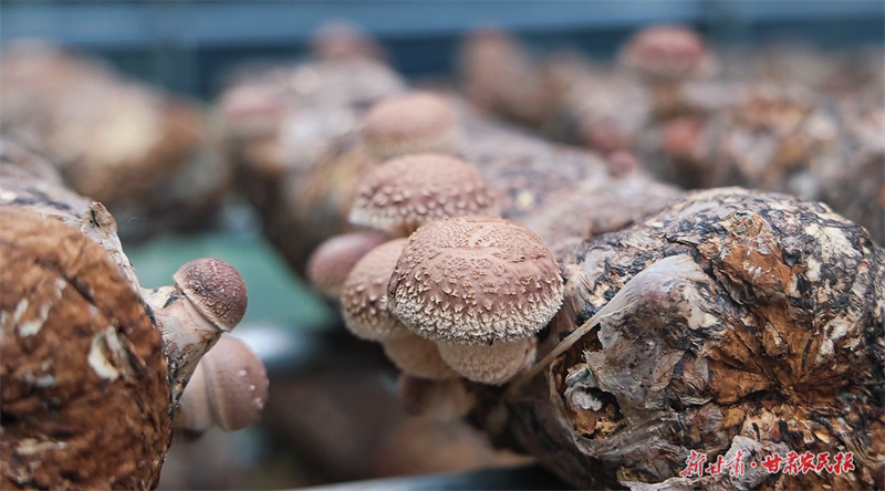 崇信：小香菇撑起&ldquo;致富伞&rdquo;